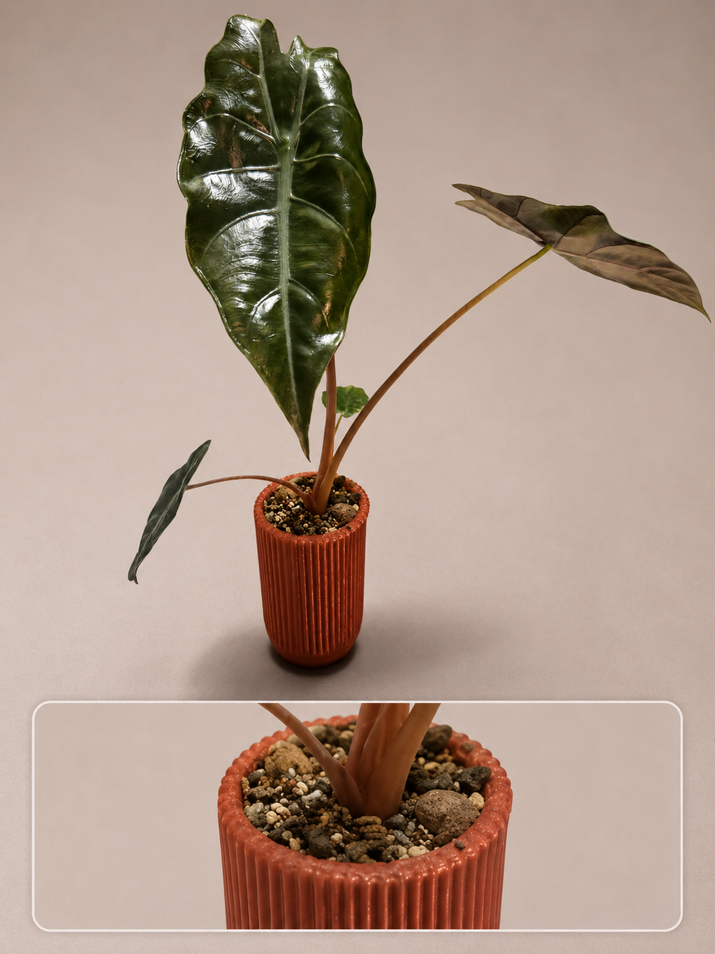 Aroidpot - inner & outer pot