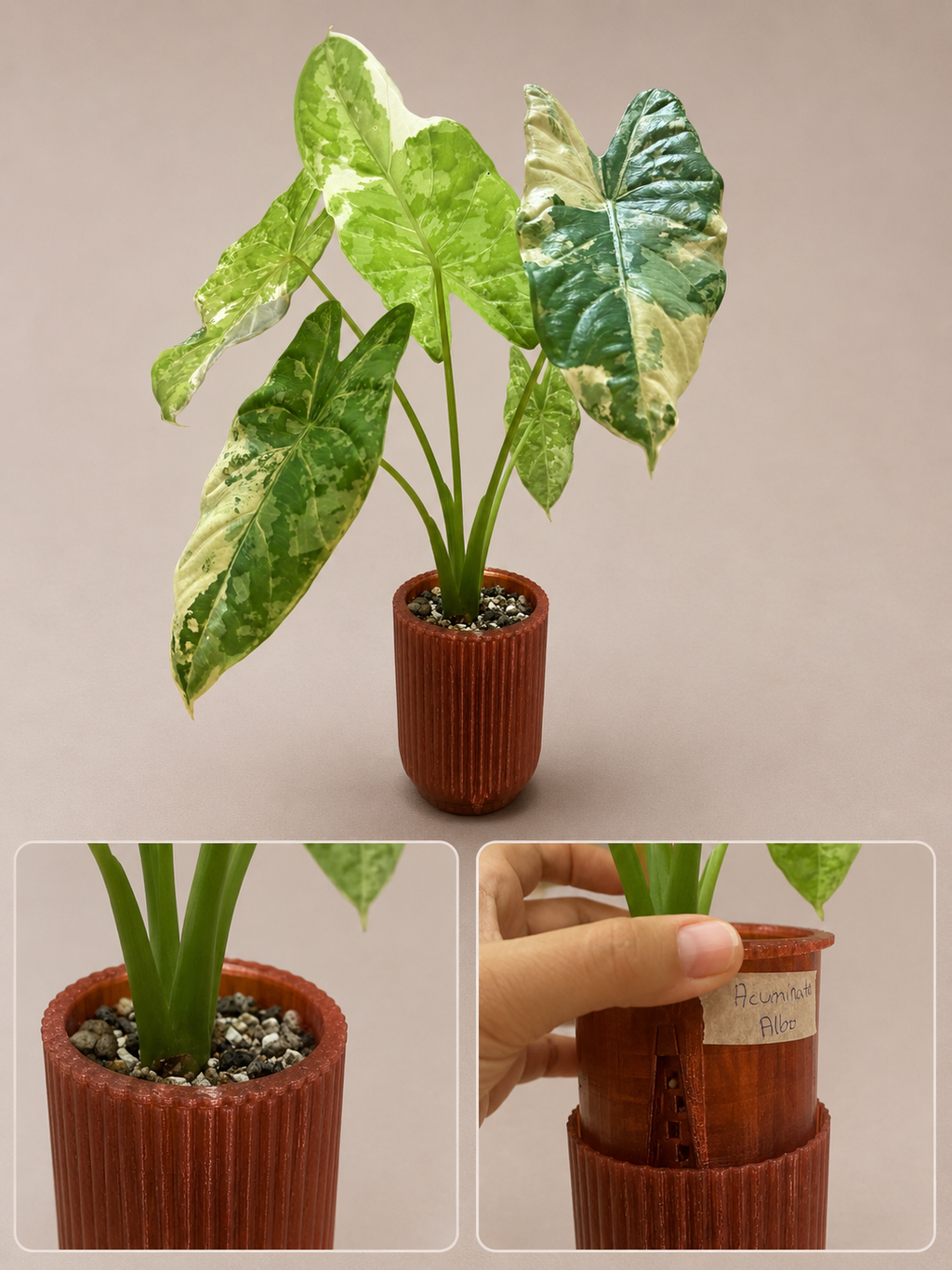 Aroidpot - inner & outer pot