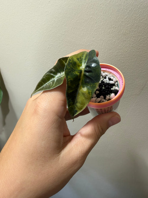 Alocasia Polly Aurea