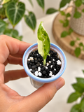 Alocasia Sarian Albo