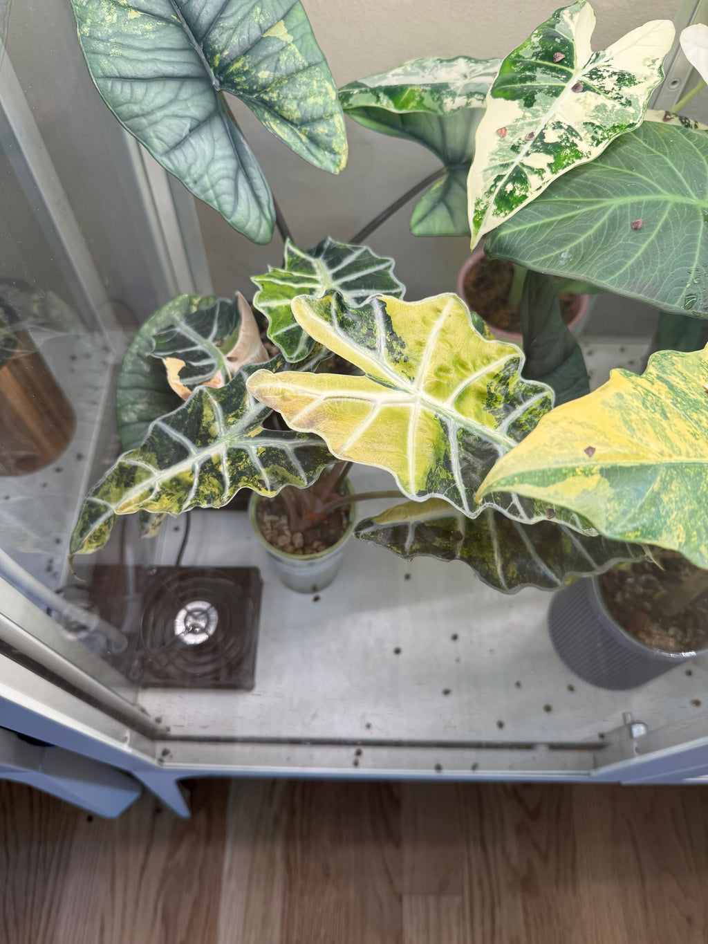 Alocasia Polly Aurea