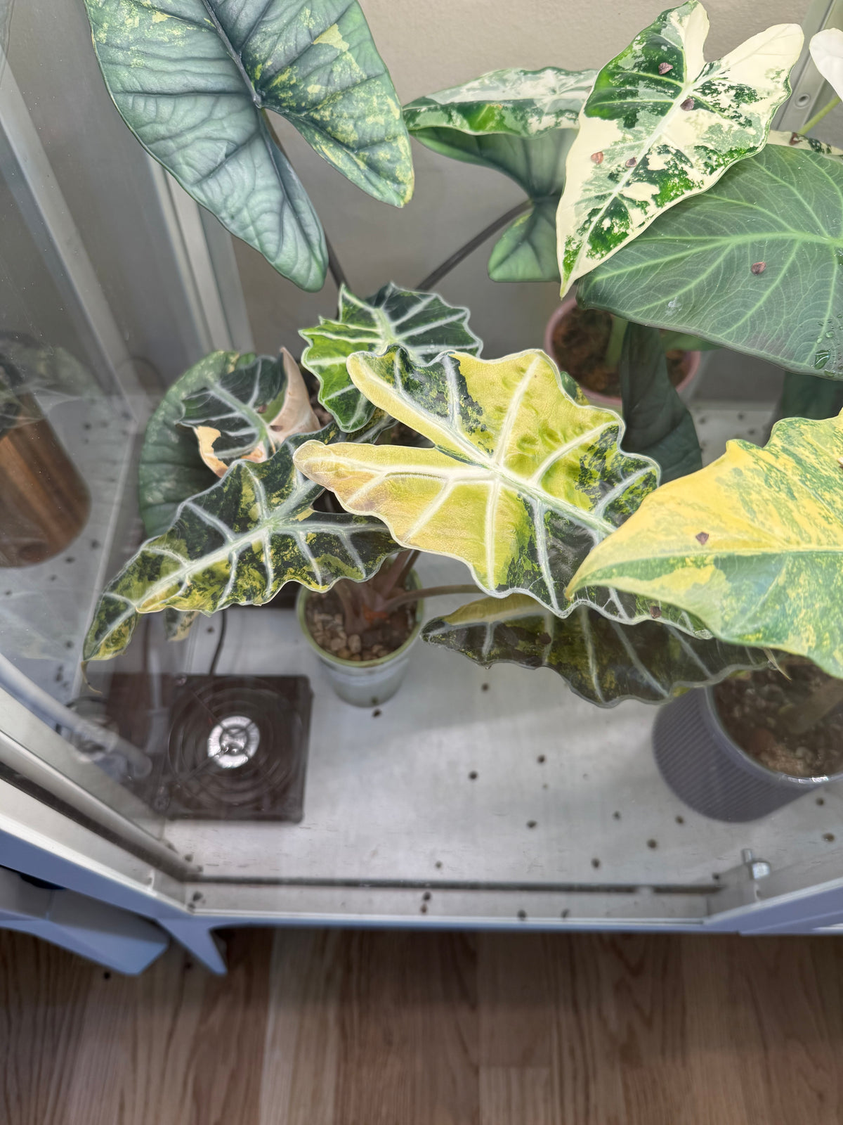 Alocasia Polly Aurea