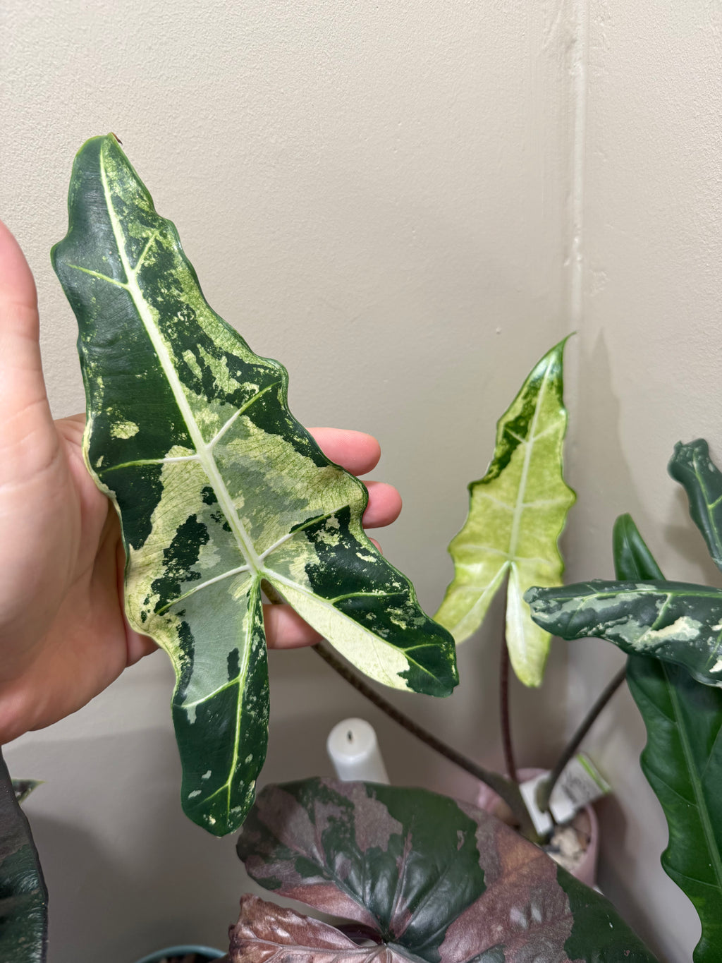 Alocasia Sarian Albo