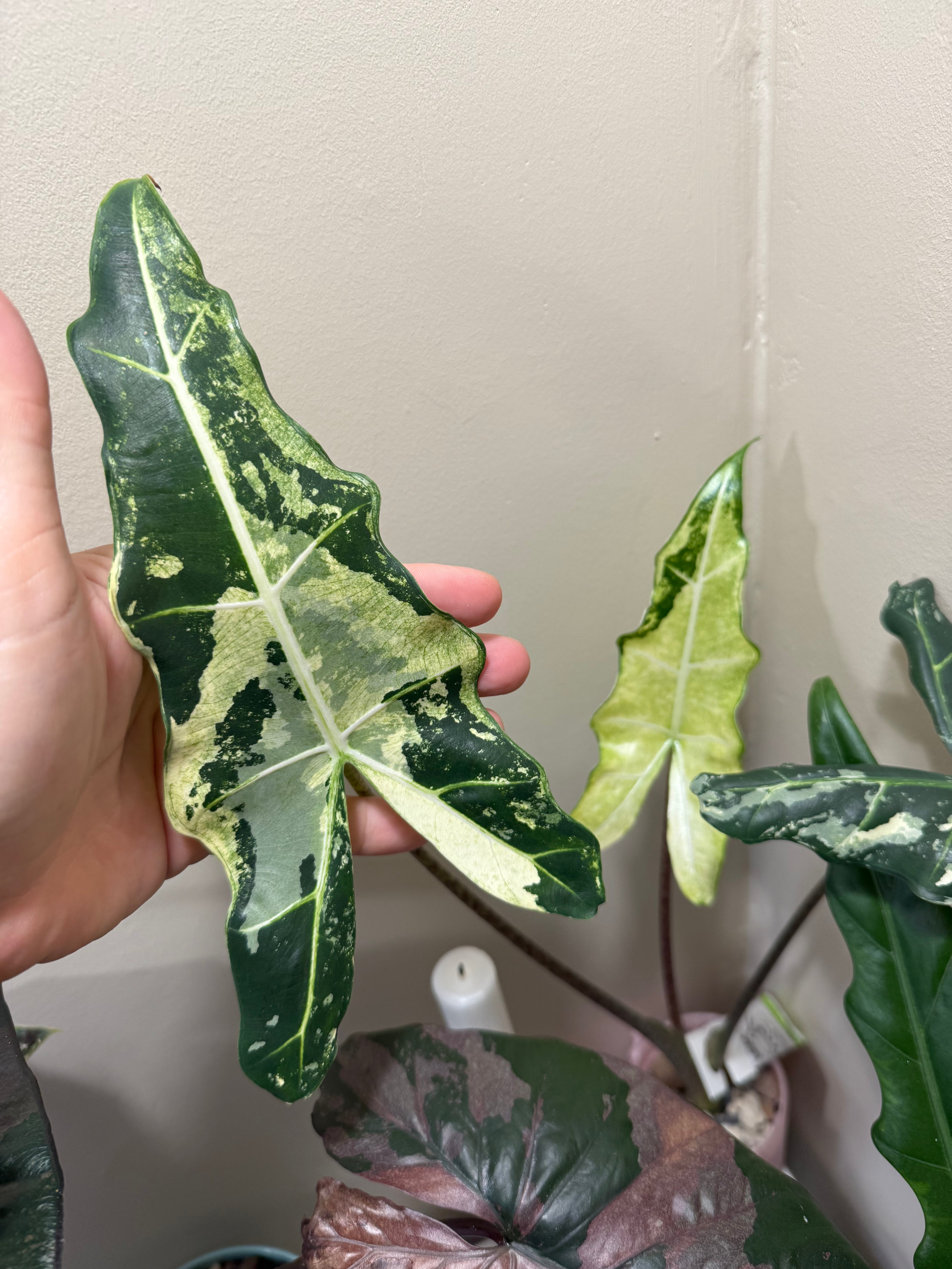Alocasia Sarian Albo