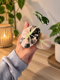 Alocasia Black Velvet Pink