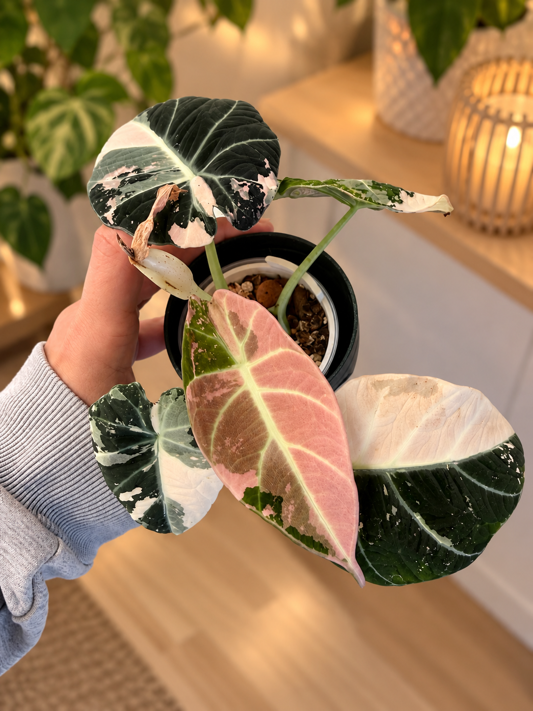 Alocasia Black Velvet Pink
