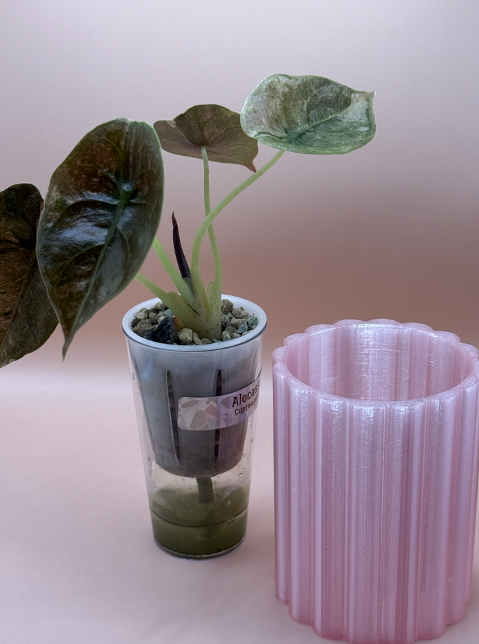 Bubbelgum pot